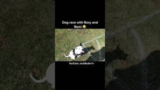 Will I ever win 😂😂😂￼#roxyandremi #dogs #funny