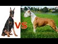 какая собака сильнее Доберман или Ам Стафф ??? правда которую нужна знать