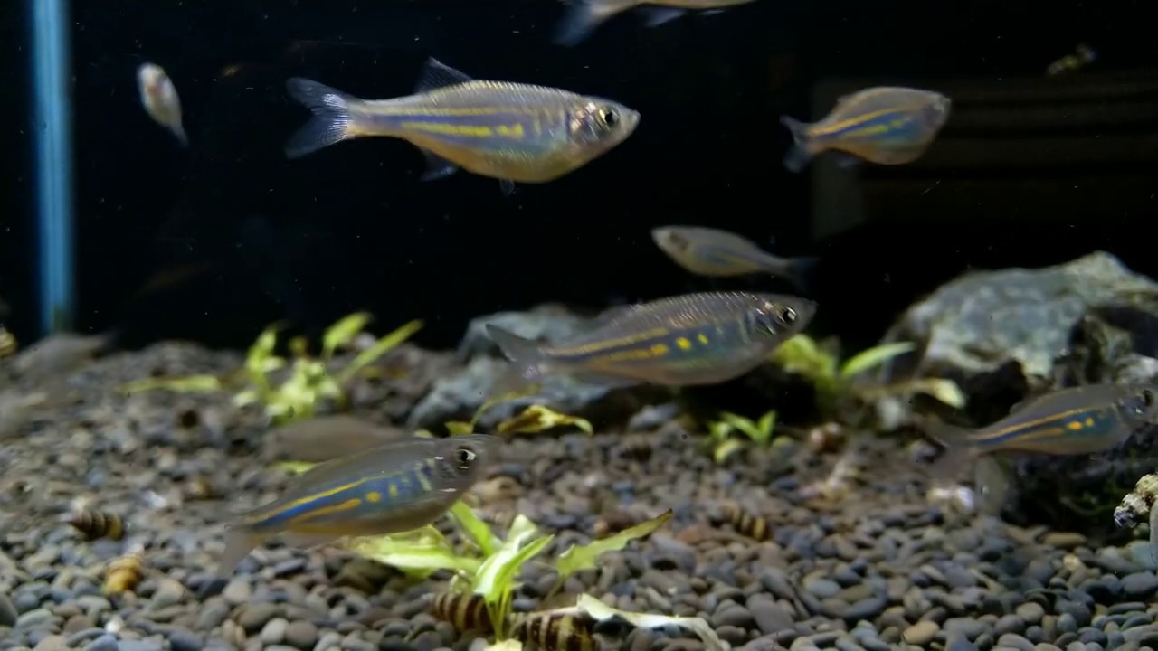 Devario malabaricus bij Aquarium Speciaalzaak Utaka