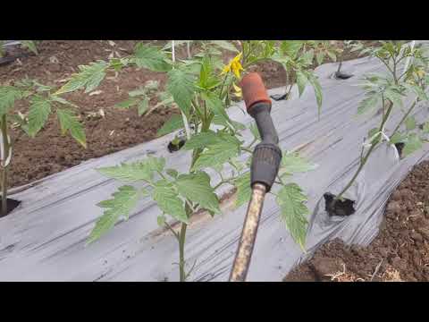 Видео: Каква е грижата за доматите в оранжерията?