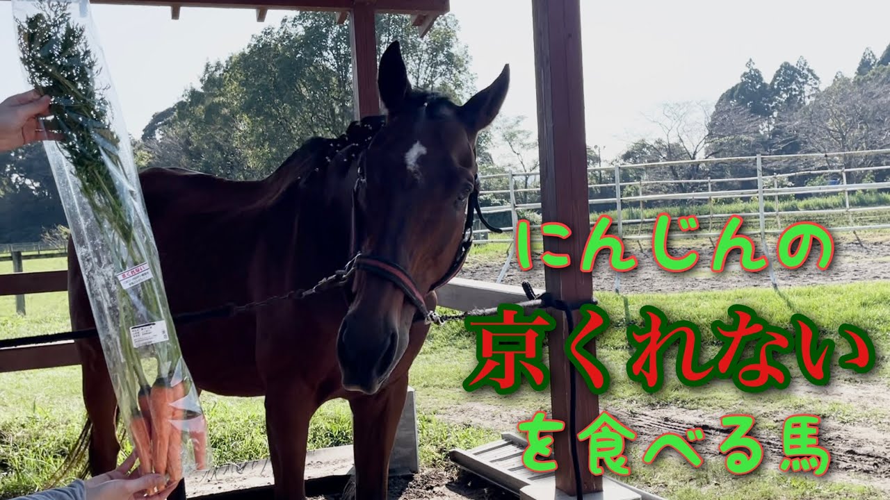にんじんの京くれないを食べる馬 Youtube