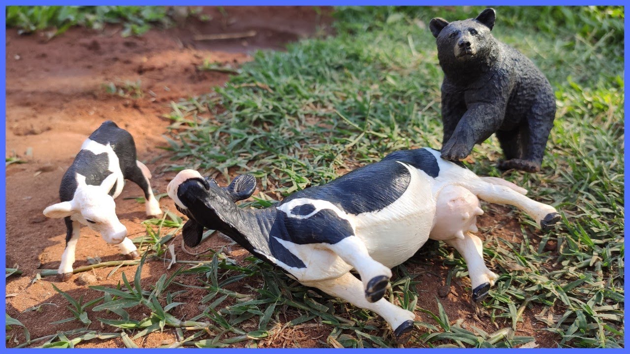 IMPRESSIONANTE! O URSO ATACOU A VACA #chapeudogato
