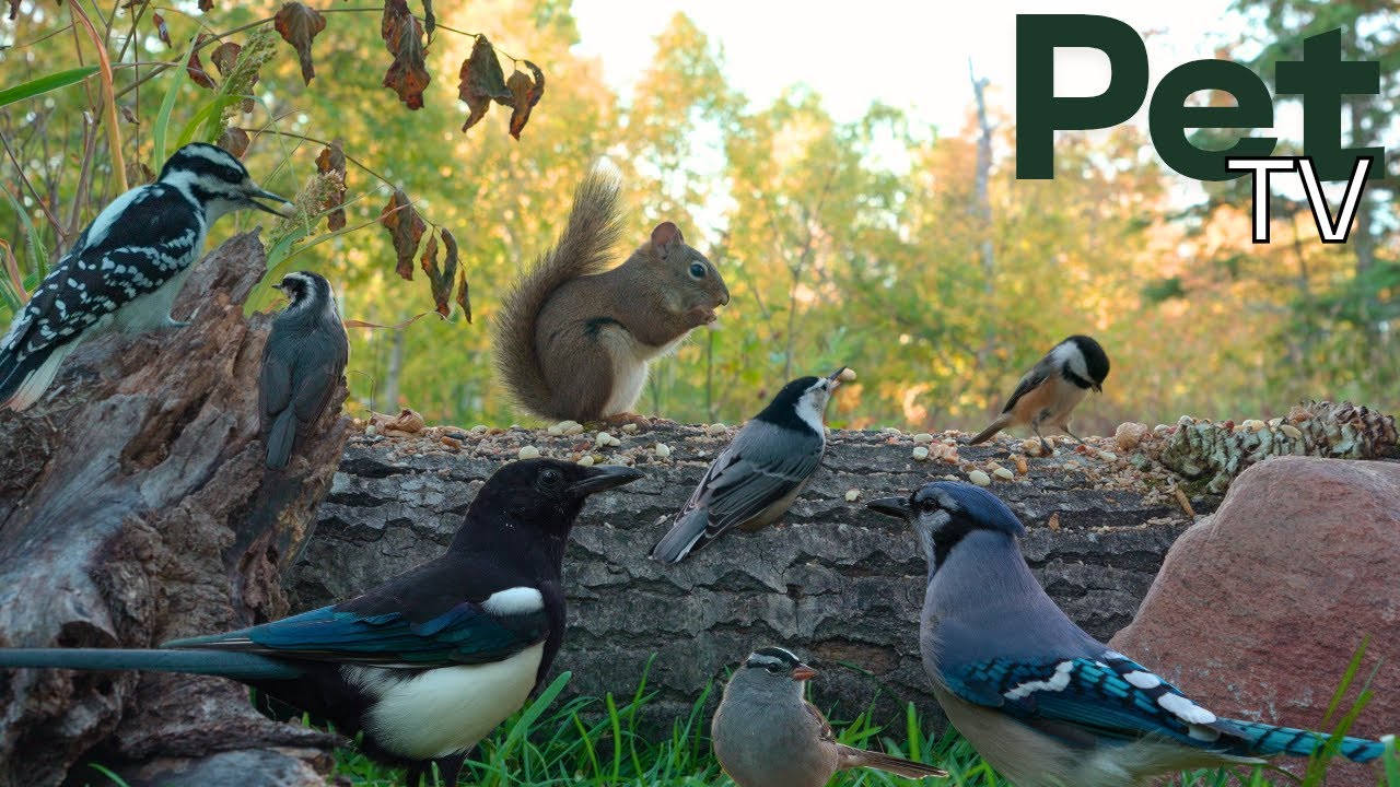 A Beautiful Day in the Meadow 🐿️ Non-stop Bird and Squirrels - Cat TV • Dog TV for Pets & People