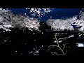 一夜限りの夜桜 in 野川 ~ 桜吹雪