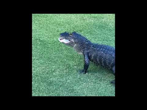 Watch as an alligator snatches a golf ball of the green at Ormond Beach's Plantation Bay Golf Club