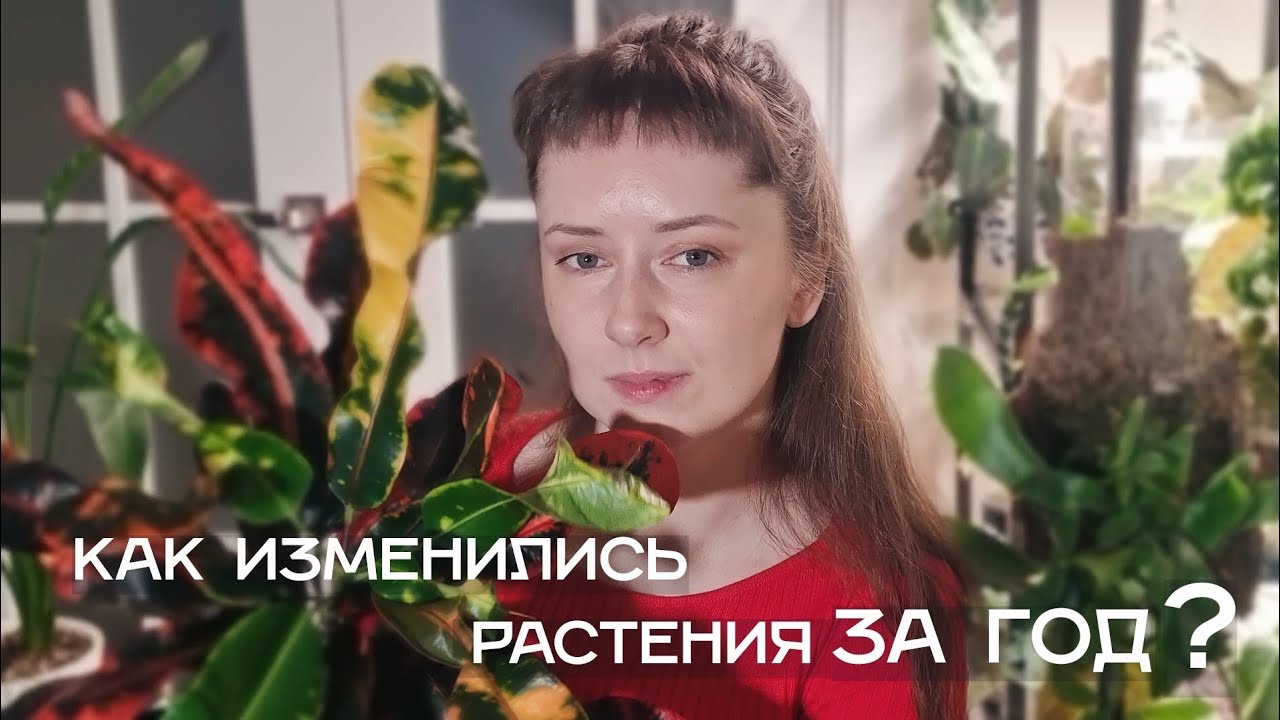 ДО / ПОСЛЕ: мои растения год спустя