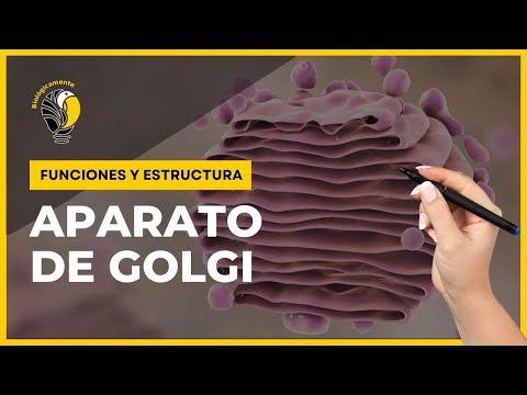 Video: ¿Cuál es la función del cuestionario del aparato de Golgi?