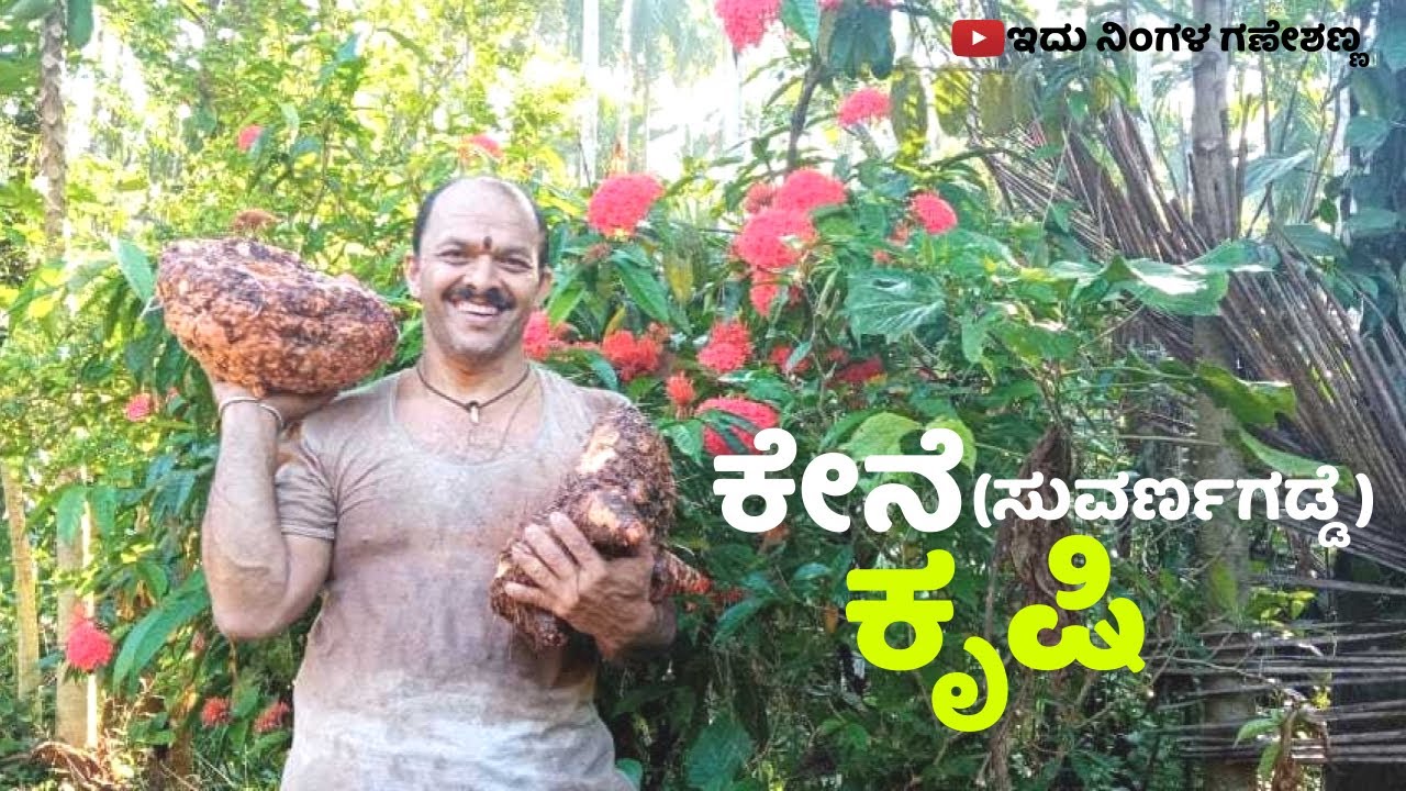 ಕೇನೆ (ಸುವರ್ಣಗಡ್ಡೆ) ಕೃಷಿ | SUVARNAGADDE KRISHI - GANESH BHAT M