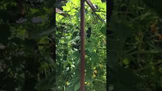 How to grow Acorn(pepper Squash) on a Trellis, Orillia, Ontario Canada