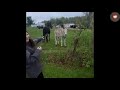 Donkey Laughs at Dog Getting Shocked By Electric Fence