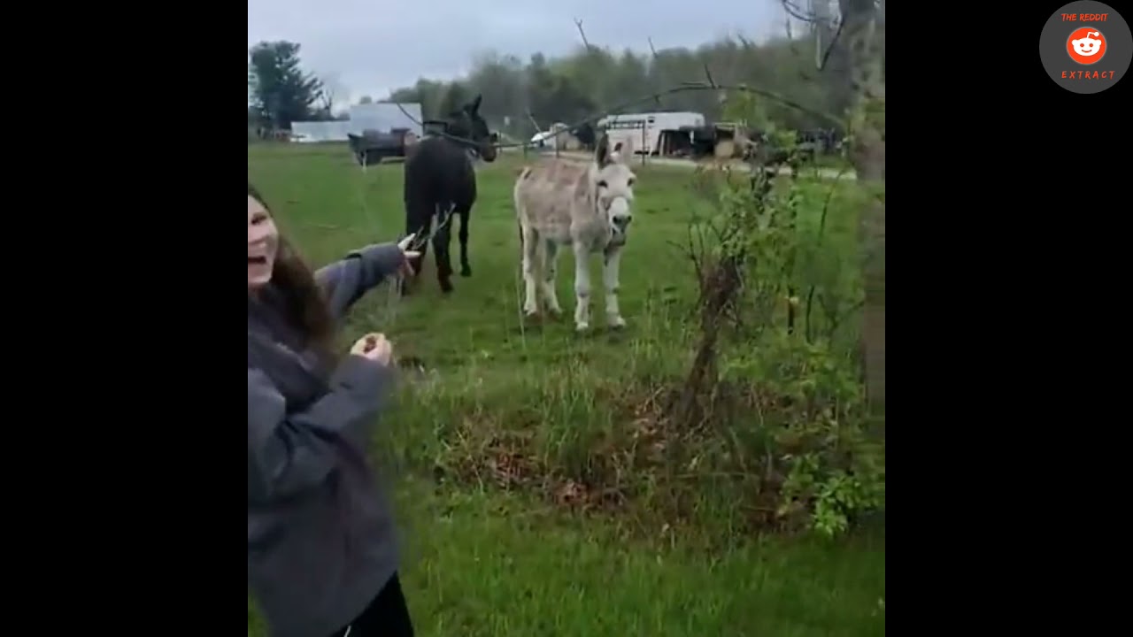 Donkey Laughs At Dog Getting Shocked By Electric Fence Youtube Donkey Laughs At Dog Getting Shocked By Electric Fence Youtube