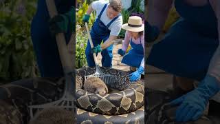 Celebrity Incredible Scene  Python Strikes a Hedgehog in a Garden Wealth