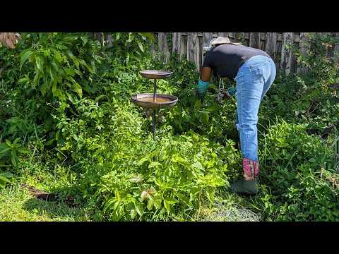 TONS OF PINEAPPLE 🍍 plants uncovered - Cleanup up continues🍍🍍🍍ADVICE NEEDED‼️