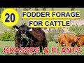 20 Best Source of Fodder for Cattle | Forage Grasses and Plants | Kumpay sa Baka