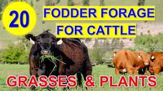 20 Best Source of Fodder for Cattle | Forage Grasses and Plants | Kumpay sa Baka screenshot 2
