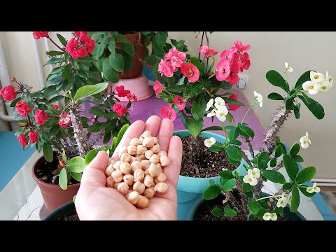 Video: Saksı Battaniye Çiçek Bitkileri: Kaplarda Battaniye Çiçekleri Nasıl Yetiştirilir