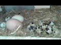 Folluktan yumurta toplama (tavuk Ve bıldırcın) chicken quail