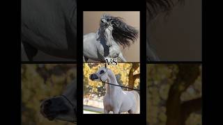 Top 10 Fastest Horse Breeds in the World (part-2) | Fastest Horse Breeds comparison