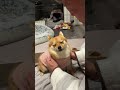 とんちゃん&ぺっぺこぺーvlog2