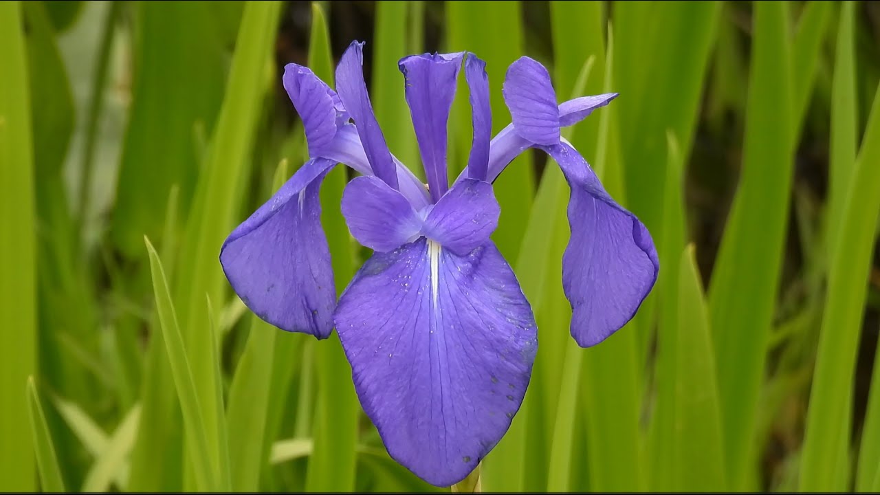 カキツバタ & スイレン (4K) / Iris laevigata & water lilies - YouTube