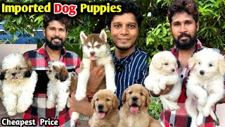 Adorable Dog  Puppies| இவ்ளோ Cute ஆன puppies ah | Zoom Pet's, Imported Dogs Rottweiler, Shihtzu