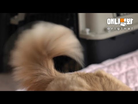 꼬리 치며 당신을 기다리는 강아지 누구개요.ㅣDog That <strong>Wags</strong> His Tail Waiting For You to Click
