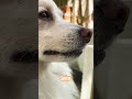 Enjoy every moment of life 🥳#dog #shiro #puppy #pets #dogshorts