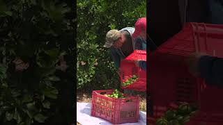 Climate change and disease put lime harvests at risk. Agriculture Sustainability Fruit