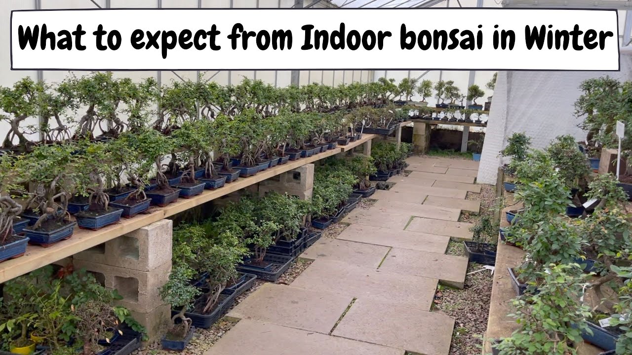 What To Expect From Indoor Bonsai In Winter