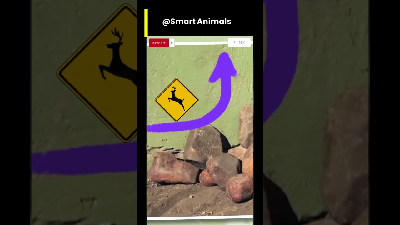 Epic Smart Animals Compilation Part 36 