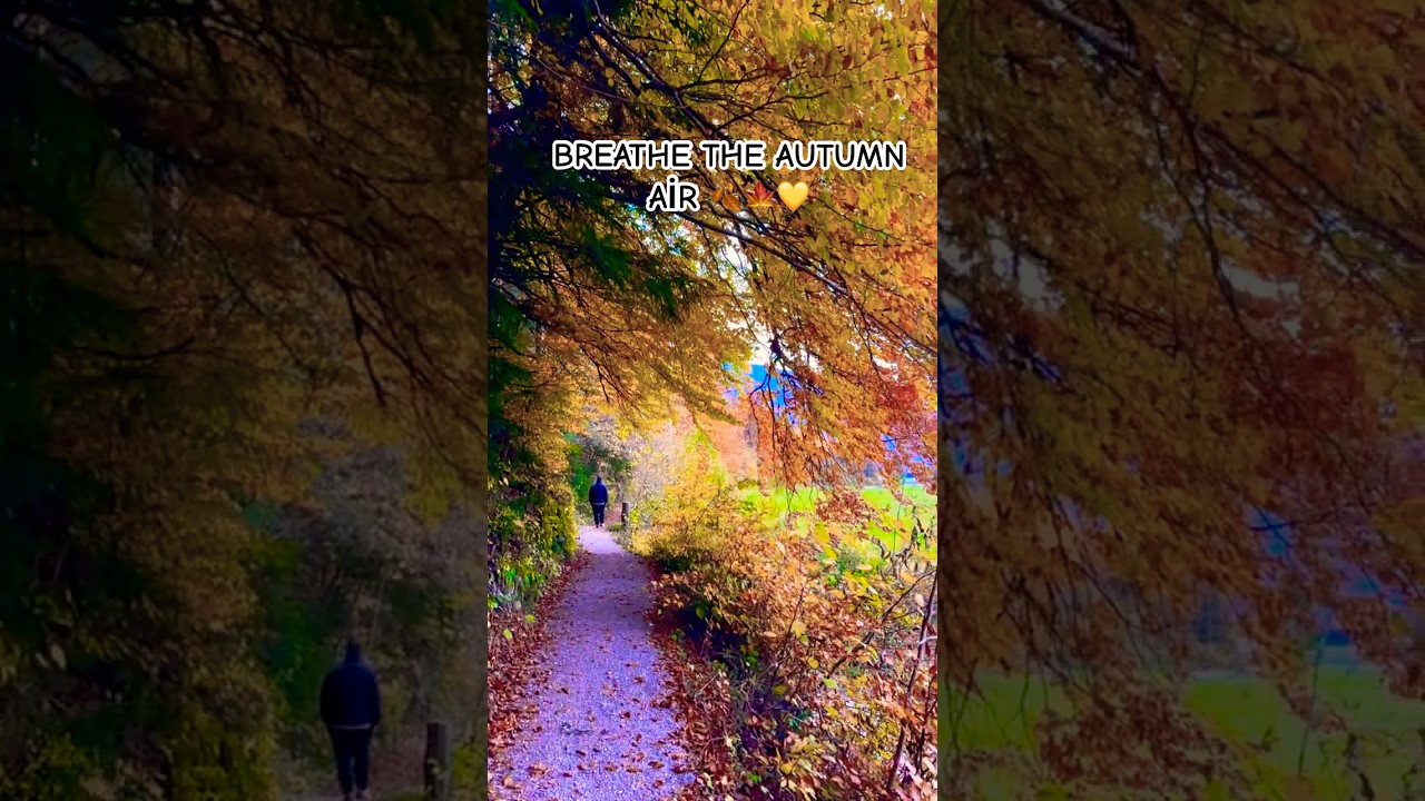 A Peaceful Autumn Walk in the Forest | Relaxing Fall Nature Sounds 🍂