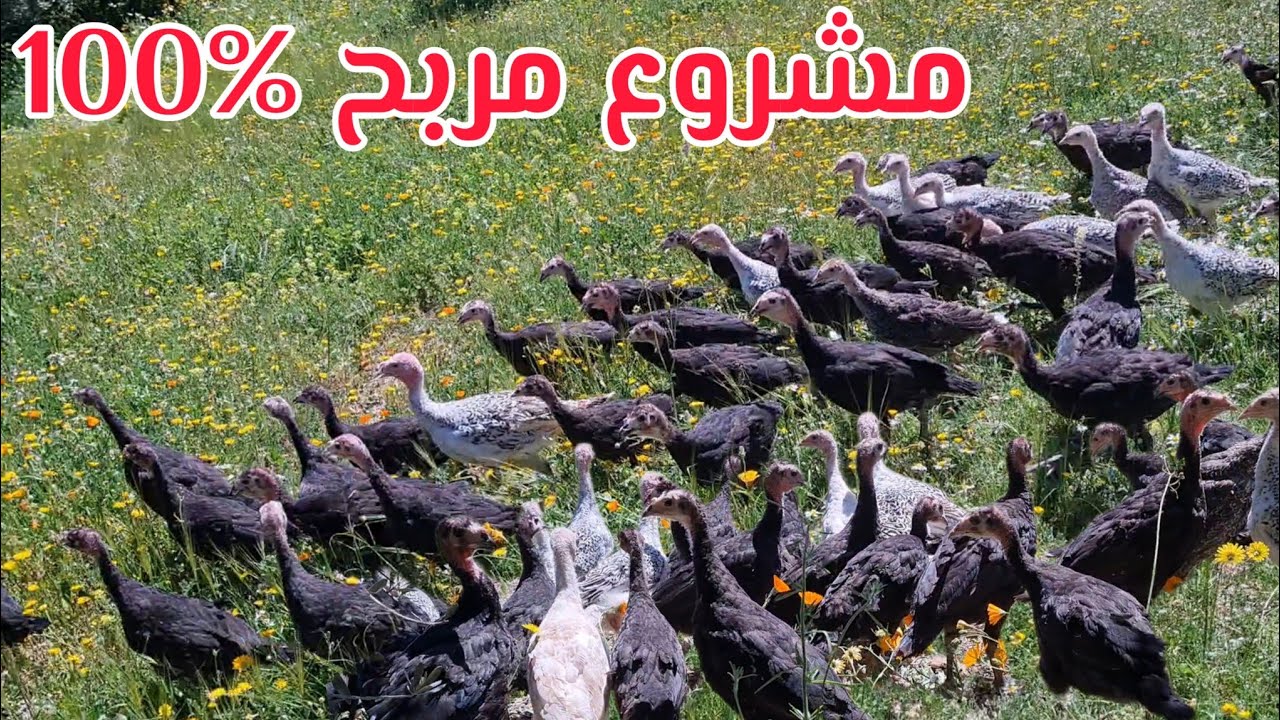 مشروع تربية البيبي البلدي مشروع مربح الا كنت تتوفر على  هد الشروط