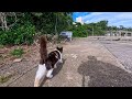 港で出会った猫について行ったら…まさかの家族総出でお出迎えされた