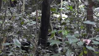 Bonobo gesture - Tandem walk (Example 2)