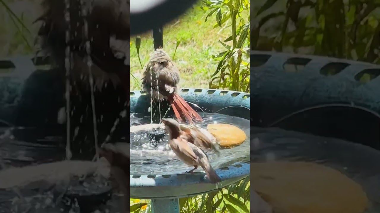 Anything sweeter than a baby bird bath?! 