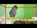 Suara Santai Poksay Mandarin Sangat Ampuh Buat Masteran Burung Poksay Anda Yang Malas Bunyi Mp3 - Mp4 Download