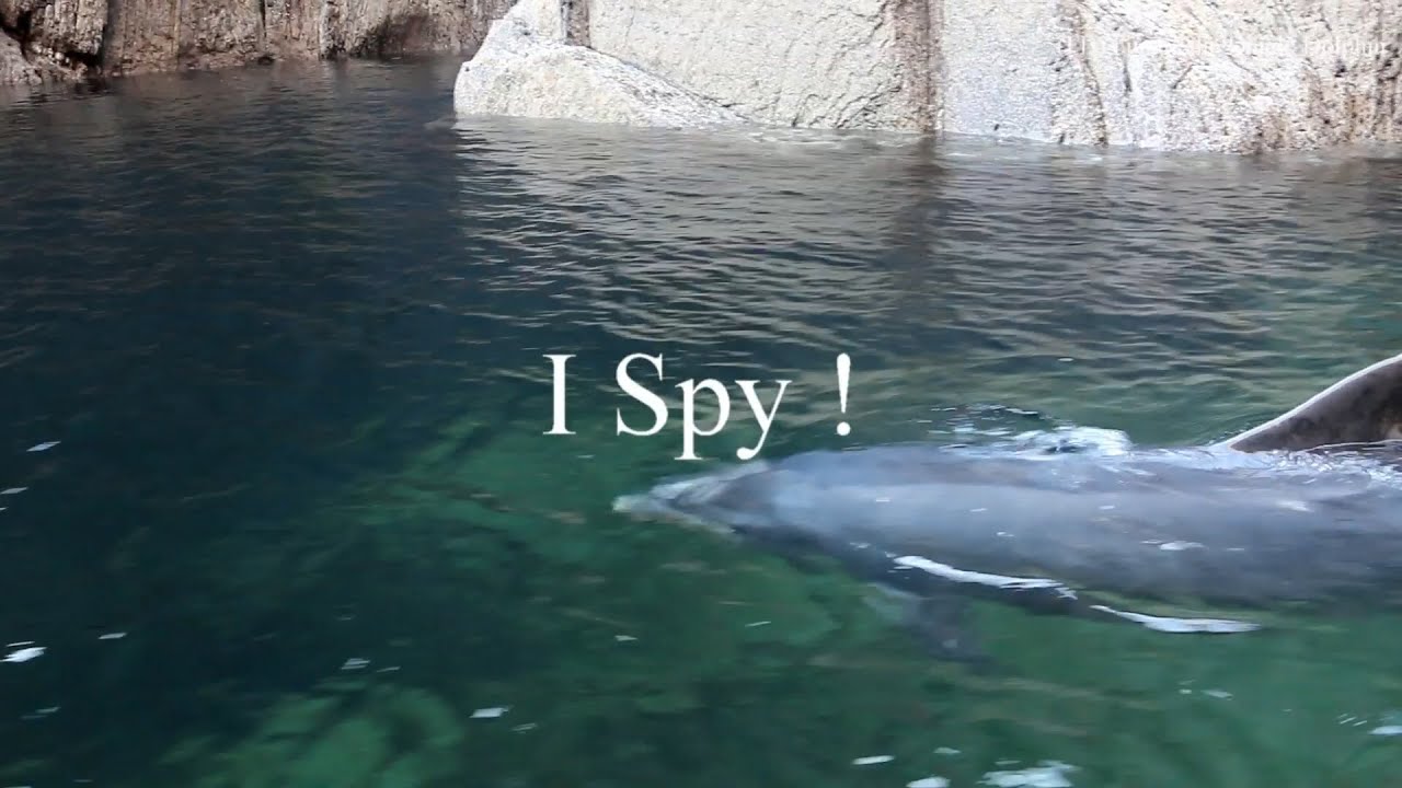 Fungie the Dingle Dolphin   '' I Spy ''