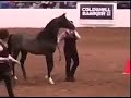الخيل العربي الاصيل