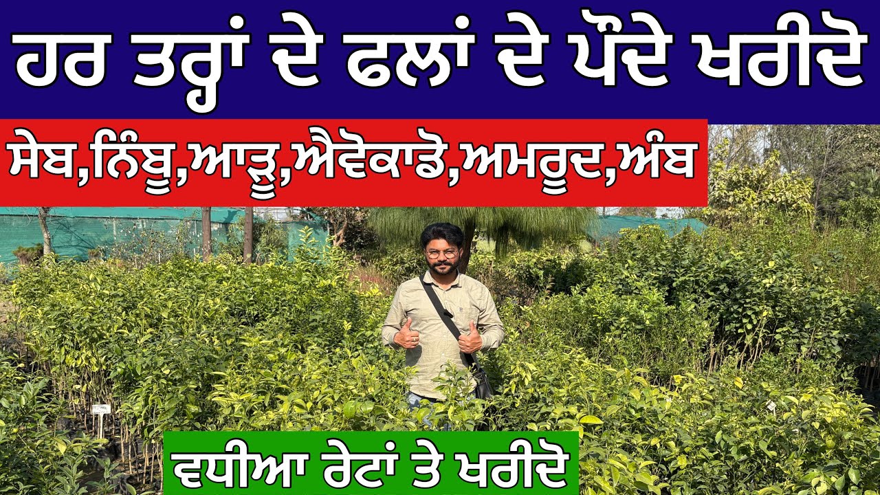 ਹਰ ਤਰ੍ਹਾਂ ਦੇ ਫਲਾਂ ਦੇ ਪੌਦੇ ਖਰੀਦੋ,ਹਰ ਤਰ੍ਹਾਂ ਦੇ ਫਲਾਂ ਦੇ ਪੌਦੇ ਖਰੀਦੋ,ਵਧੀਆ ਰੇਟਾਂ ਤੇ ਖਰੀਦੋ 
