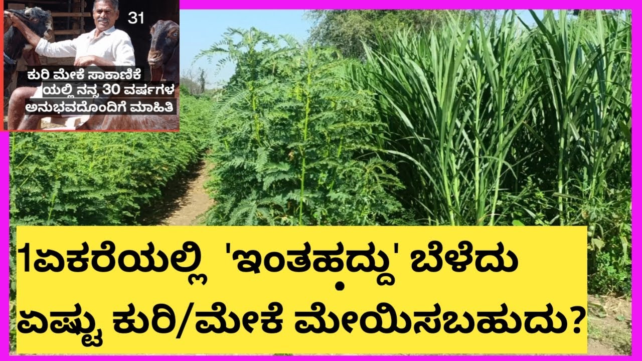 1 ಎಕರೆ ಹಸಿ ಮೇವಿನಲ್ಲಿ ಏಷ್ಟು ಕುರಿ/ಮೇಕೆ ಸಾಕಾಣಿಕೆ ಮಾಡಬಹುದು?