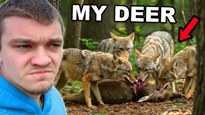 Hunting Down the Pack of Coyotes that Ate My Deer