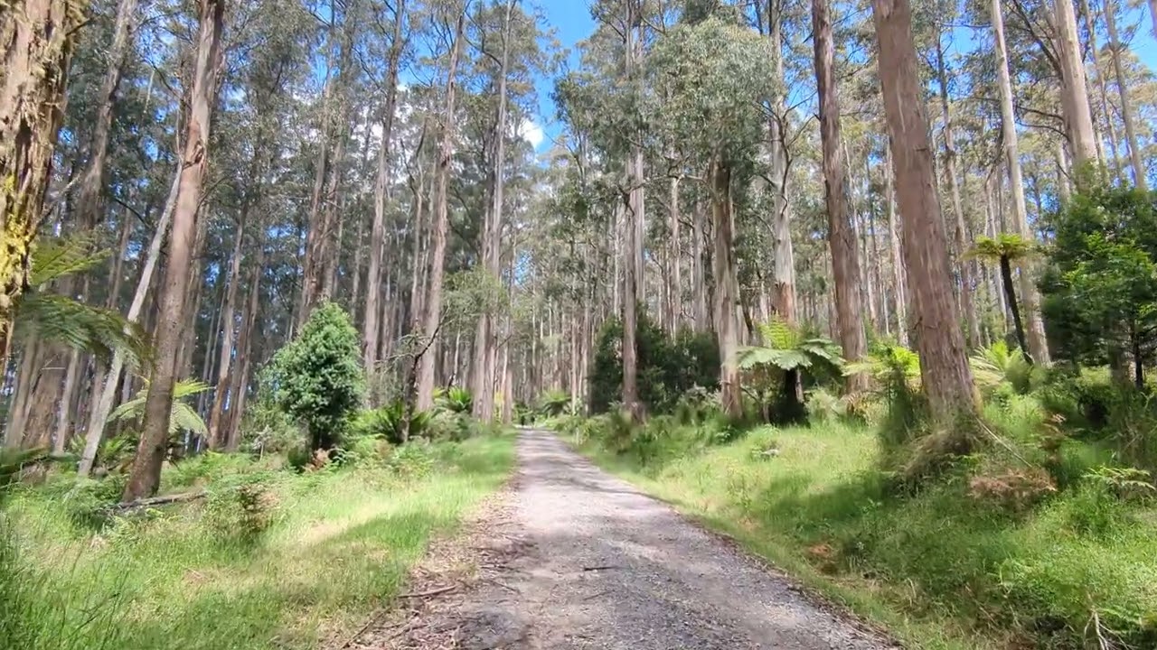 Mount Saint Leonard walk VIC 