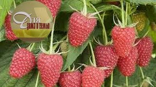 Сроки созревания