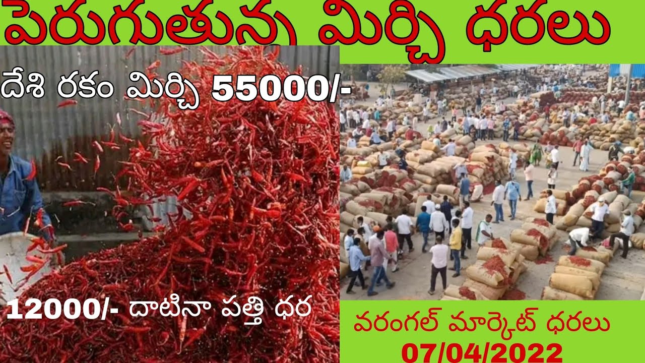 Today warangal market mirchi rates ఈ రోజు 07/04/2022 వరంగల్ మార్కెట్లో