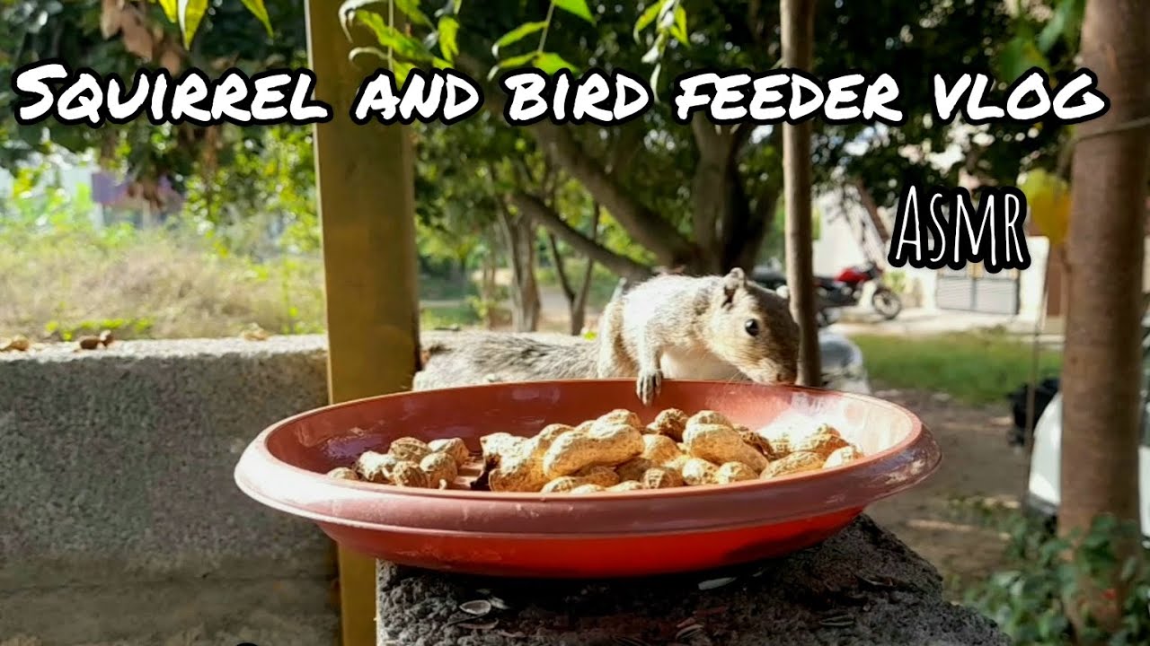 FEEDING BIRDS AND SQUIRRELS Bird feeder sparrows Squirrel Garden