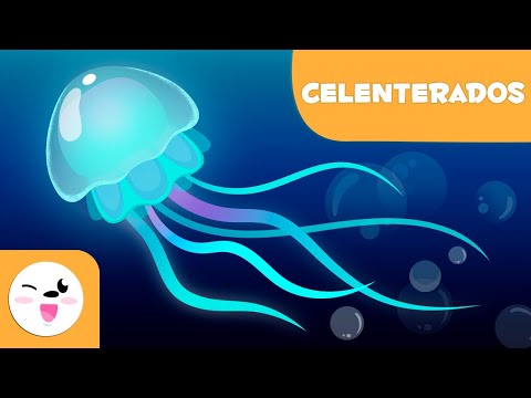 Celenterados