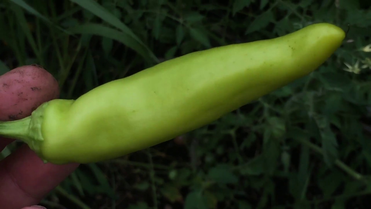 Hungarian Hot Wax Pepper Youtube