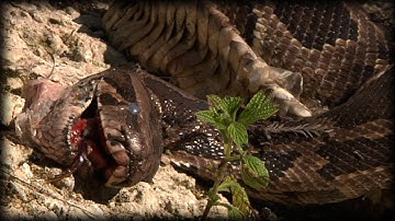 Alligator killed Python 02 Time Lapse