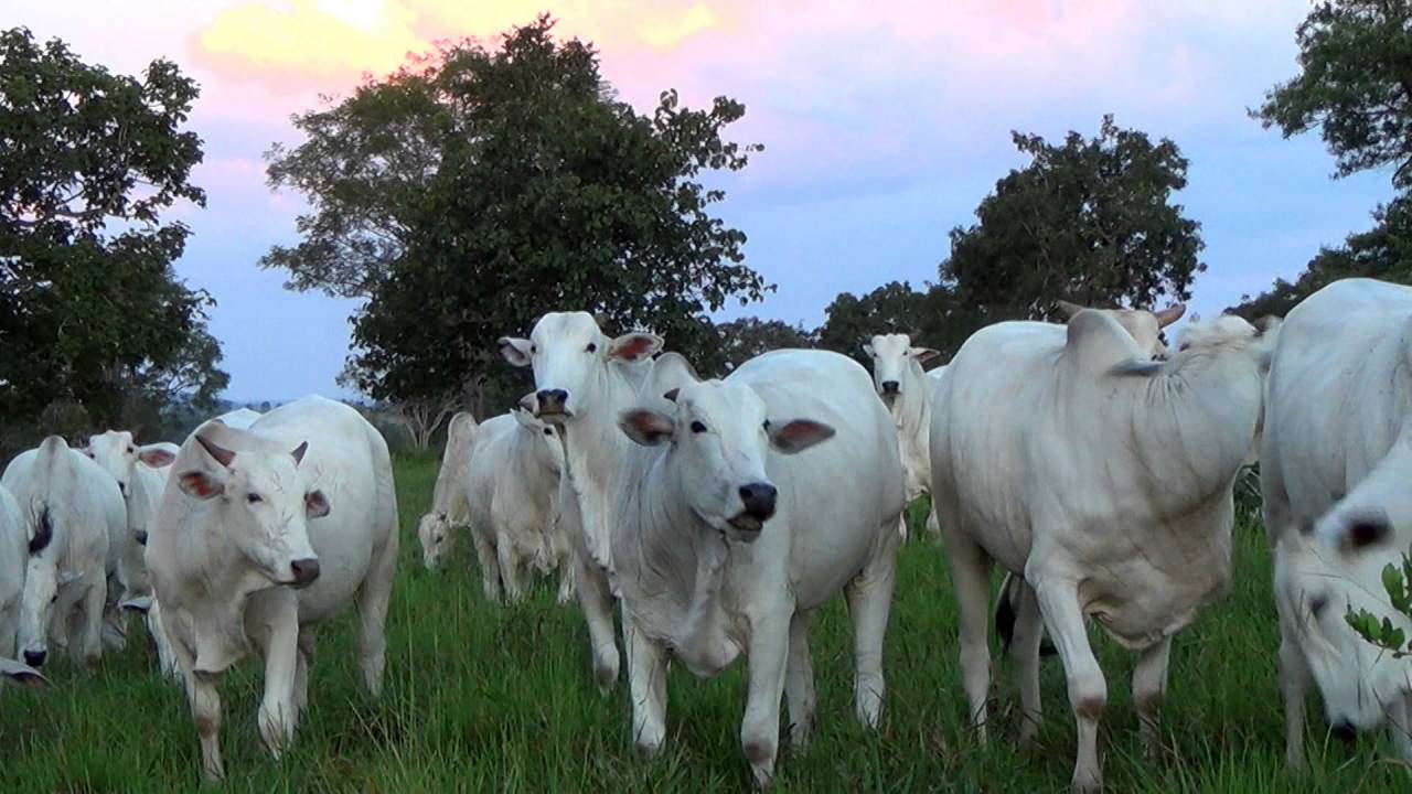 Resultado de imagem para gado pastando no campo