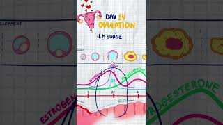 Menstrual Cycle Mnemonic | USMLE Step 1 Repro Hormones High-Yield Review